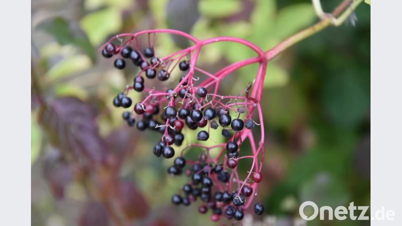 Holunderbeeren. Bild: Umweltstation Abtei Waldsassen