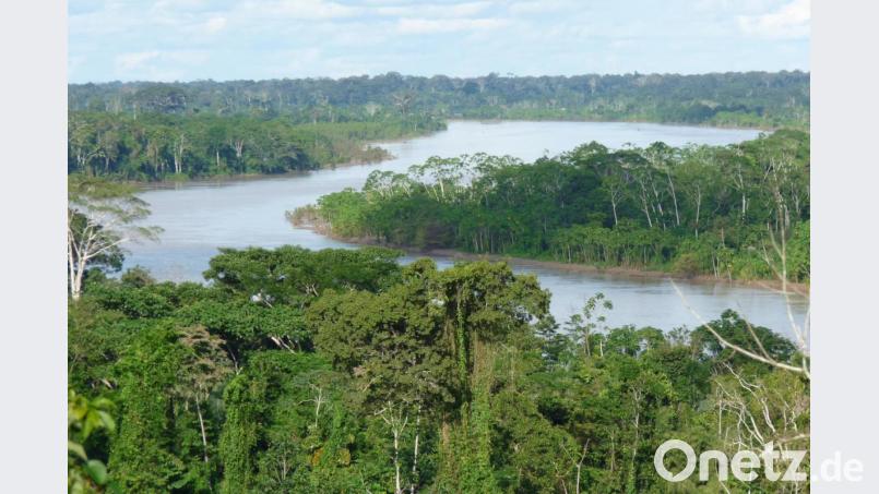 Der Regenwald im Amazonasgebiet leistet einen wichtigen Beitrag zur Stabilisierung des Klimas. Bild: Rainer Putz/Regenwald-Institut