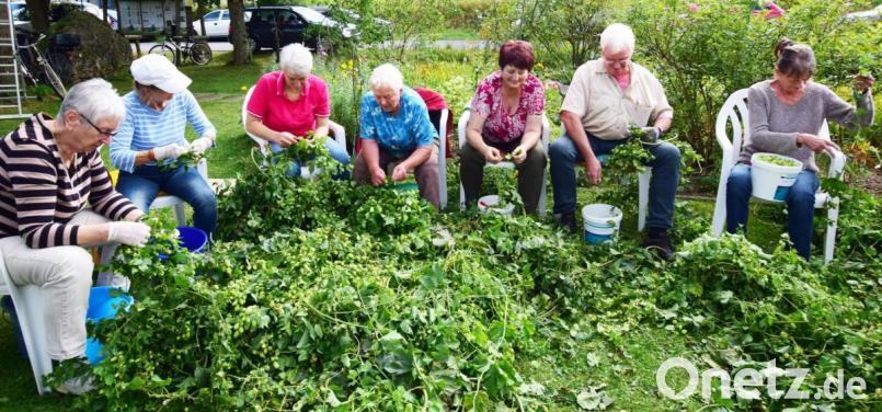Viele Helfer waren beim Hopfenzupfen mit Begeisterung bei der Sache Bild: no