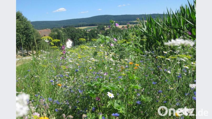 Wo Platz für Maisanbau (rechts im HIntergrund) ist, schließen sich blühende Flächen nicht aus. Der Arbeitskreis &quot;Biodiversität&quot; möchte sich dafür stark machen, dass im Neunburger Stadtgebiet das Bewusstsein für das Ökosystem und das Miteinander der Tier- und Pflanzenarten wächst. Symbolbild: exb