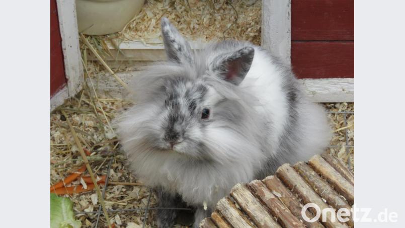 Den Teilnehmern wird auch der richtige Umgang mit netten Häschen wie diesem ausführlich erklärt. Bild: ubb