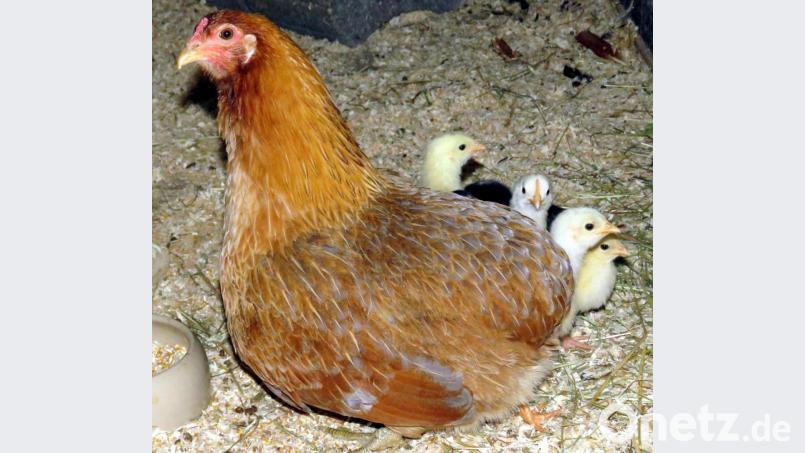 Noh ist nicht erkennbar, ob sich unter diesen süßen Küken ein für die Zucht geeigneter Nachwuchs befindet. Bild: ubb