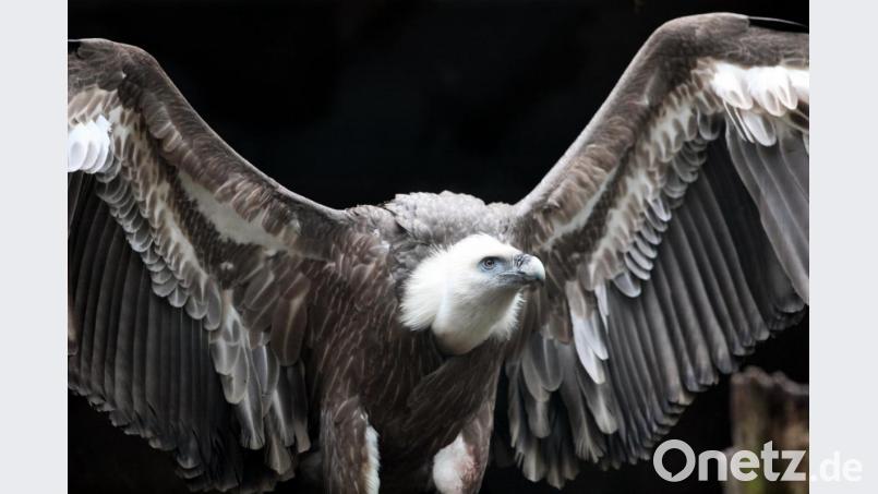 Ein Gänsegeier breitet in einem Volgelpark seine Flügel aus. Foto: Bodo Marks/Archivbild Bild: Bodo Marks