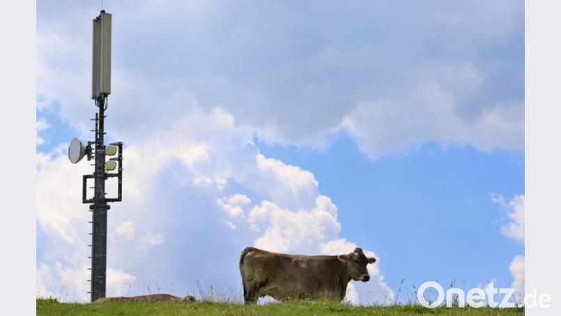 Nicht jede bayerische Kuh hat ihren eigene Mobilfunkantenne. Bild: Karl-Josef Hildenbrand/dpa