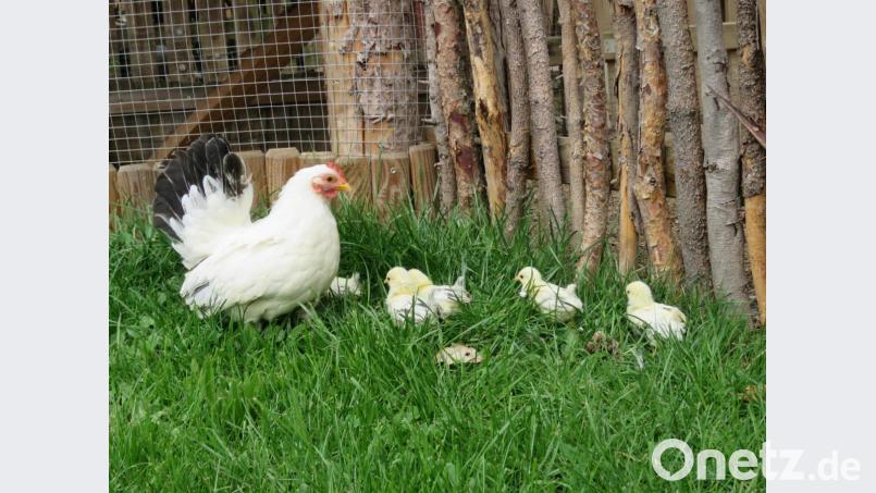 Die Kinder und Jugendlichen dürfen auch erleben, wie die Glucke ihre Küken betreut. Bild: ubb