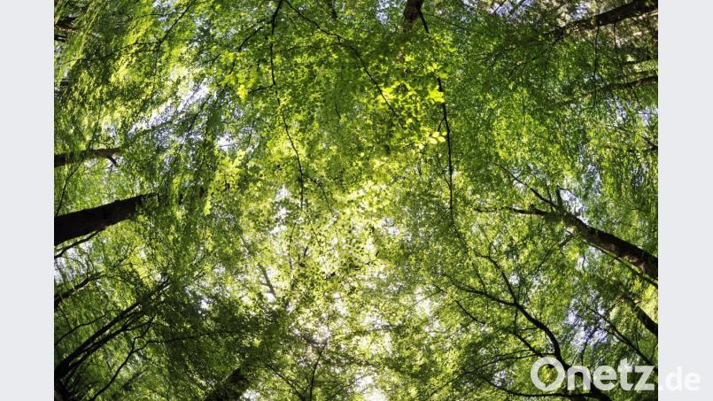 Die Fraktionen sind sich diesmal nicht ganz grün. Die SPD will, dass sich die Gemeinde Schirmitz an der Aktion Einheitsbuddeln beteiligt und stellt im Gemeinderat einen entsprechenden Antrag. Der missfällt der CSU-Fraktion. "Nicht fundiert", meint ein CSU-Rat. Ein anderer hält den Antrag für Wahlkampf-Aktionismus und verweist auf viele in jüngster Zeit gepflanzte Bäume in der Gemeinde. Bild: agentur_dpa
