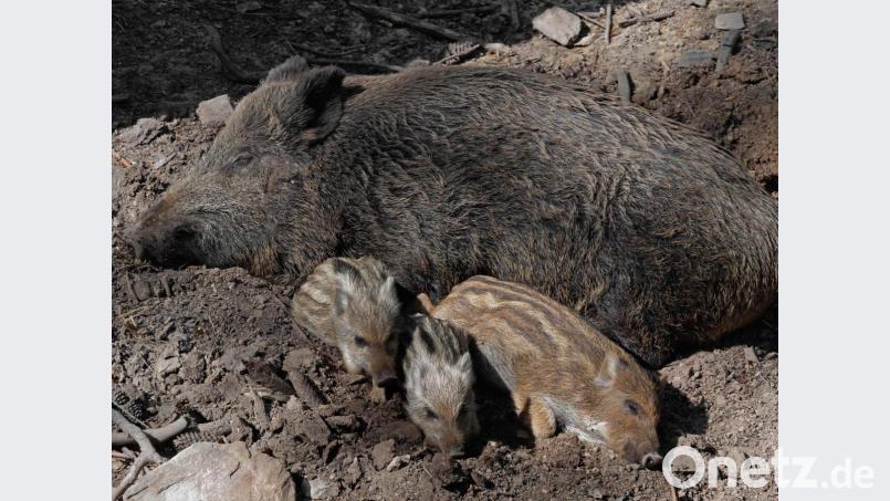 Der Landkreis möchte mit einer Abschussprämie die Jagd auf Frischlinge forcieren. Bild: tr