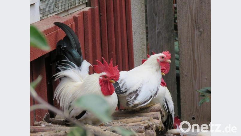 Prachtvolle Gockel wie dieser, der Heike Suchanek gehört, sind zu 99 Prozent Zuchtergebnisse. Wie das funktioniert, wissen die Mitglieder des Kleintierzuchtvereins, die nun auch Kinder und Jugendliche in ihre Geheimnisse einweihen wollen. Bild: ubb