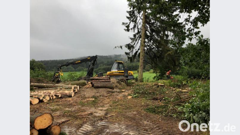 Mit Harvester und Motorsäge ist der durch Schädlinge geschwächten Fichtenbestand beseitigt worden. Bild: lpr
