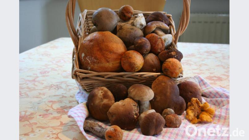 Satter Regen und schwüles Wetter versprechen Schwammerlfreunden, dass sie sich über eine gute Ausbeute freuen dürfen. Bild: gpa