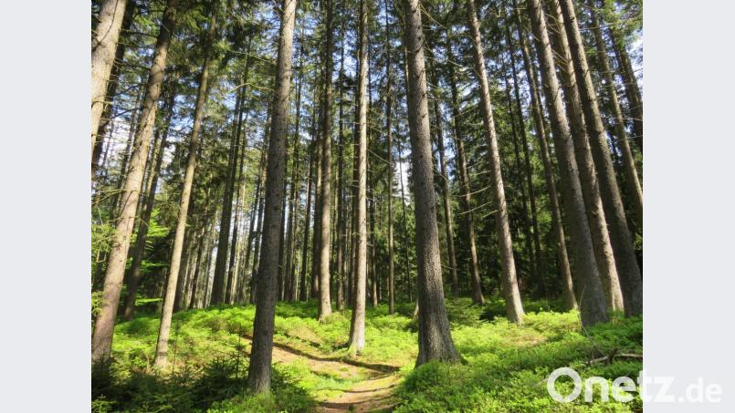 Die Mystik des Waldes auf sich wirken lassen und dabei loslassen ist eines der Ziele von Waldbaden. Bild: ubb