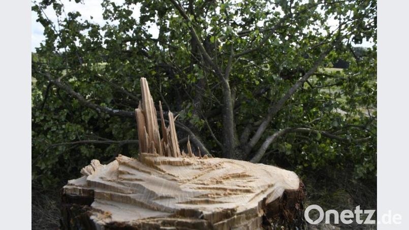 Wohl eher stümperhaft ist dieser Birnbaum abgeholzt worden. Bild: Petra Hartl