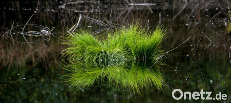 Auch besondere Landschaftsimpressionen wie eine Grasinsel (Bild) hat Siegfried Steinkohl mit seiner Kamera eingefangen. In seiner Lichtbildershow präsentiert er beeindruckende Aufnahmen aus der nördlichen Oberpfalz. Bild: sds