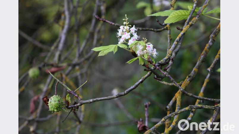 Früchte hängen neben den Blüten am Baum. Bild: Jürgen Grünthaler