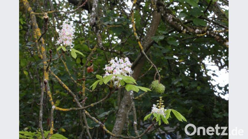 Früchte hängen neben den Blüten am Baum. Bild: Jürgen Grünthaler