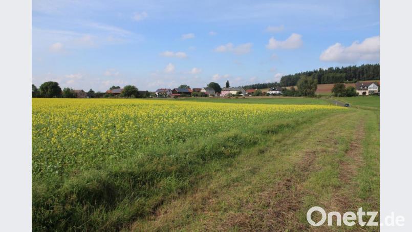 Auch das Rapsfeld (links) soll ein Teil des Solarparks werden. Bild: sne