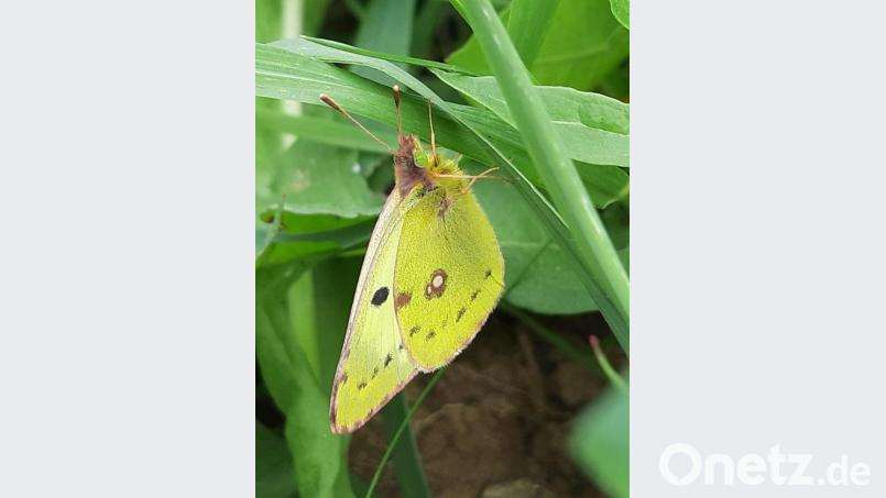 Die &quot;Goldene Acht&quot;, auch &quot;&quot;Wiesengelbling&quot; genannt. Bild: ubb