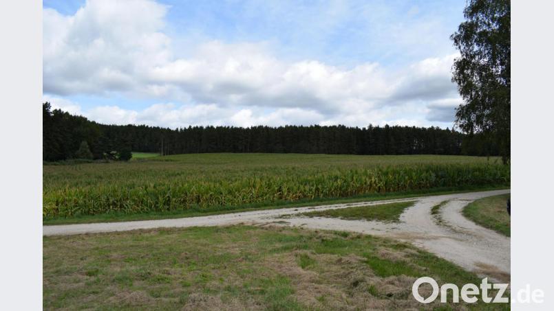 Auf einem Feld 650 Meter westlich von Kögl , in der Nähe der Bahnstrecke Schwarzenfeld-Buchtal, soll die "PV-Anlage Kögl" errichtet werden. Bild: bnr