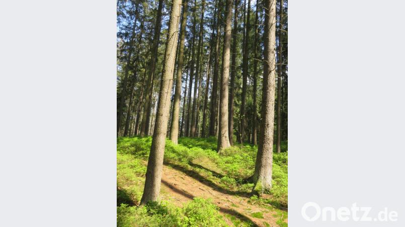 Auf einer sonnendurchfluteten Waldlichtung wie her stehen bleiben, innehalten und meditieren: So kann Waldbaden zu Tiefenentspannung führen. Bild: ubb