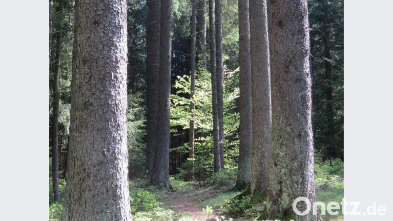 Mächtige, alte Baumstämme wie diese Exemplare aus einem Wald bei Flossenbürg spontanl umarmen: Auch das kann &quot;Waldbaden&quot; bedeuten. Bild: ubb
