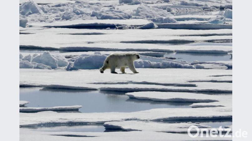 Wie lange hält das Eis noch? Ein Eisbär in der Meerenge Victoria Strait im nördlichen Kanada. Bild: David Goldman