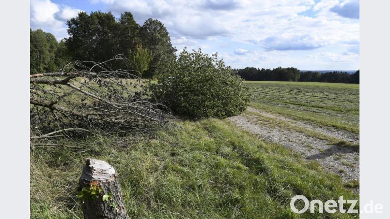 Unbekannte haben im Juni und August mit grober Gewalt und ohne Fachkenntnisse zwei Birnbäume an einem Feld bei Schalkenthan einfach umgelegt. Bild: Petra Hartl
