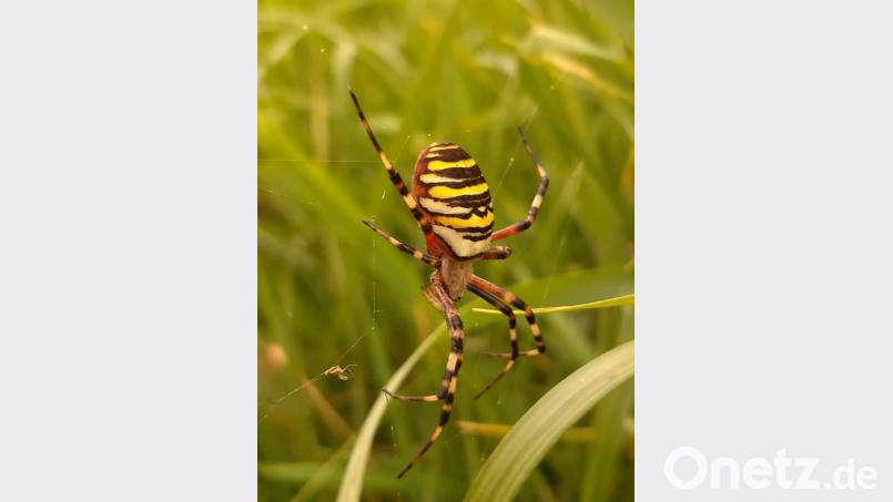 Die Wespenspinne war nur eine von vielen Insekten, die bei der Bestandzählung im Geschichtspark katalogisiert wurden. Bild: ubb