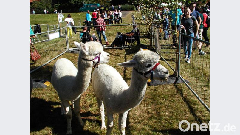 Die Alpakas mit ihren rundlichen Köpfen und ihren großen Augen waren die Lieblinge der Kinder. Drei davon standen auf dem Gelände des Schaffestes und ließen sich beim Fressen zuschauen. Bild: ld