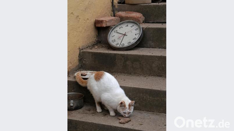 Eine Hauskatze fühlt sich hier schon sichtlich wohl. Bild: tr