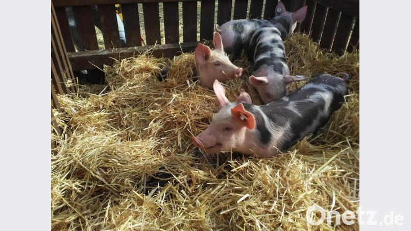 "Strohschweine"! Sie fühlen sich pudelwohl! Bild: ld