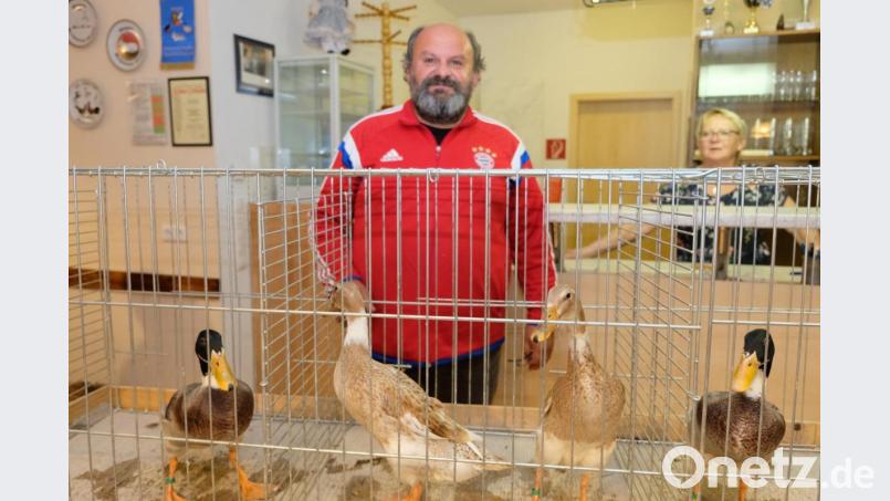 Die Laufenten sind Schneckenjäger mit hohen Legeleistungen, betont Preisrichter und Kreiszuchtwart Alfred Sauer in der Kreisversammlung der Rassegeflügelzüchter. Bild: do