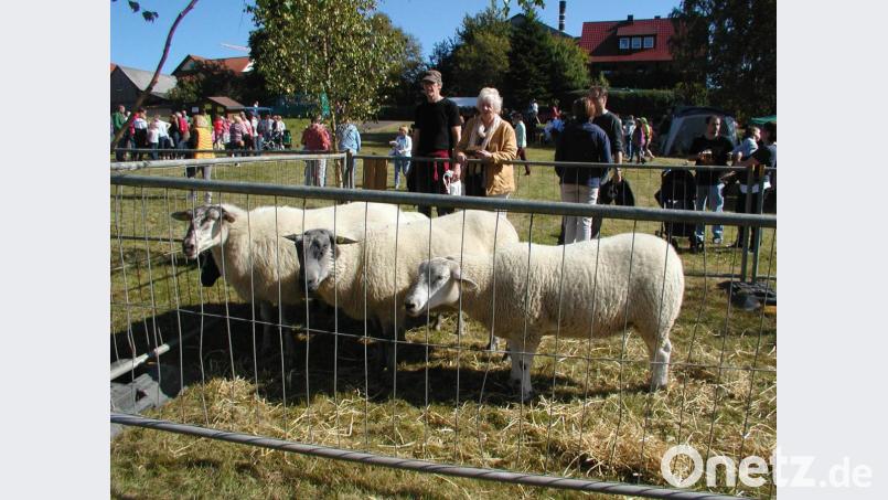 Sie gaben dem Fest ihren Namen und sind auch ein Hinweis auf die wertvolle Landschaftspflege, die die Tiere leisten. Bild: ld