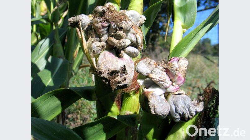 Zwei von Maisbeulenbrand befallene Maisstängel. Sie haben sich durch die Infektion mit einem Pilz total verändert und ähneln einem Blumenkohl. Bild: bkr