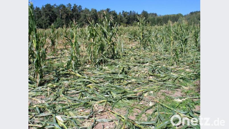 Das gleiche Maisfeld ein paar Meter weiter. Wildschweine haben große Teile vernichtet. Ob ihnen die Maiskolben mit Maisbeulenbrand schmecken ist aber fraglich. Bild: bkr