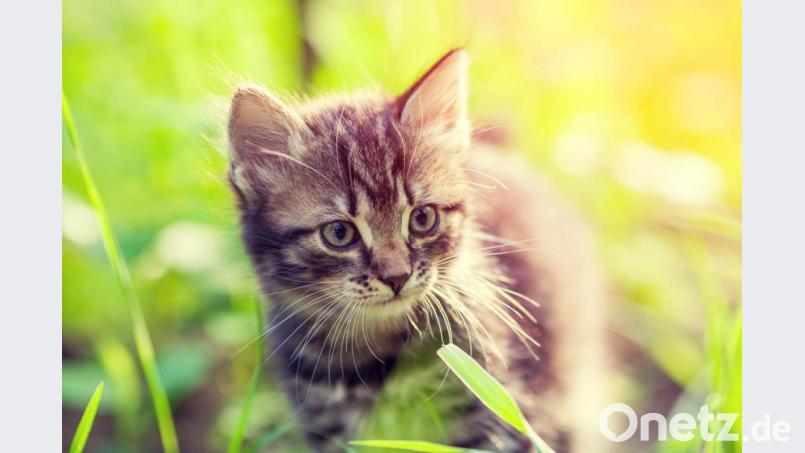 Ähnlich wie Katzen, sind auch menschliche Kinder zu 65 Prozent eng an ihre Bezugsperson gebunden. Diese spenden Trost und Sicherheit. Bild: ©vvvita/fotolia.com/Bayer Vital GmbH/obs