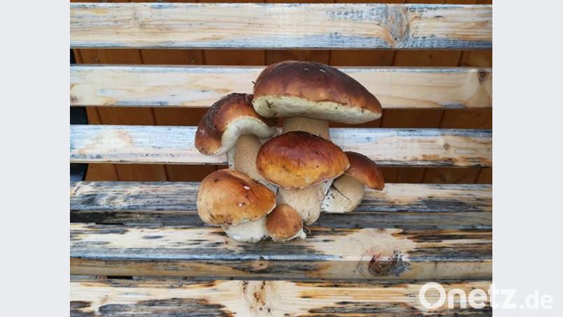 Sabrina Kliebhan freut sich über ein besonders seltenes Exemplar, das sie beim Schwammerlsuchen bei Waldsassen entdeckte. Bild: Sabrina Kliebhan