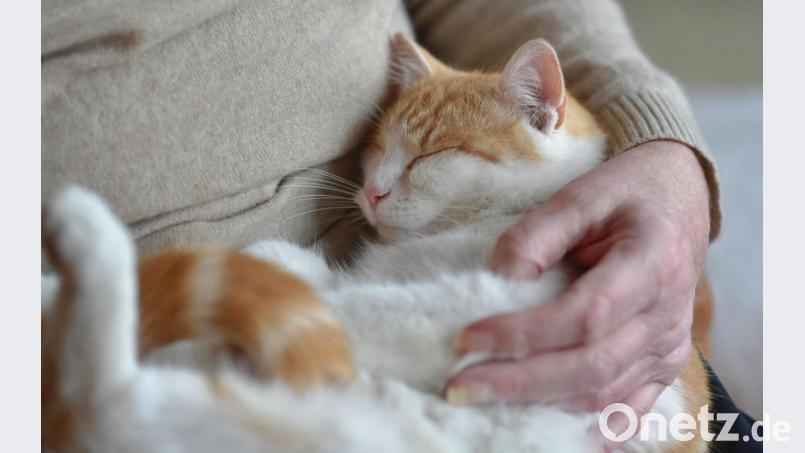 Ein entwicklungspsychologischer Test zeigt, dass sich Katzen in neuen Situationen ihren Besitzern gegenüber ähnlich verhalten wie Kleinkinder gegenüber ihren Eltern. Entscheidend ist dabei die Bindung der Tiere an ihre Bezugspersonen. Bild: Angelika Warmuth/dpa