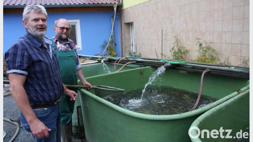 Die Karpfen warten in großen Behältern auf den Check. Bild: wro