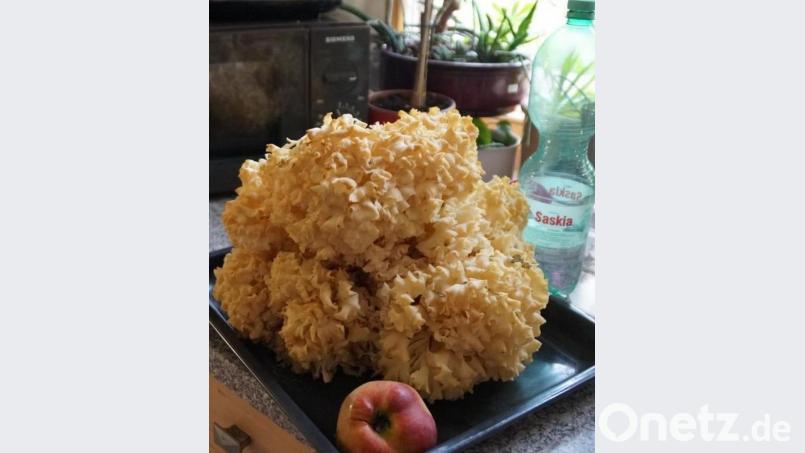 40 Zentimeter Durchmesse hat die Krause Glucke. Bild: weu