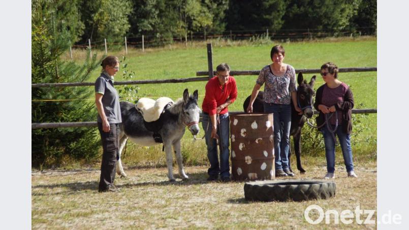 Ausreichend Abwechslung war beim Herbstfest geboten. Von den Besuchern konnten Esel durch einen Parcours geführt werden. Bild: mmj