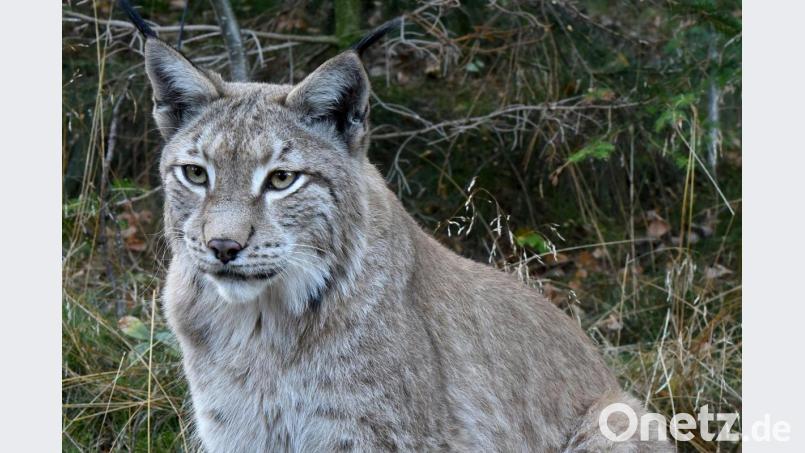 Bei der forensischen Untersuchung eines Luchs-Kadavers haben Spezialisten festgestellt, dass das Tier wegen Fremdeinwirken ums Leben kam. Die Polizei ermittelt. Bild: dpa