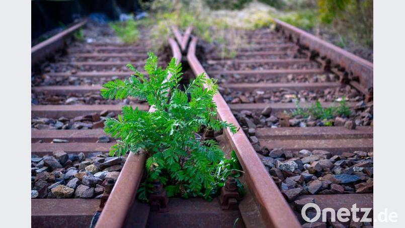Grüne und FDP wollen, dass in Bayern mehr stillgelegte Bahnstrecken reaktiviert werden. Symbolbild: Jens Büttner/dpa-Zentralbild/dpa