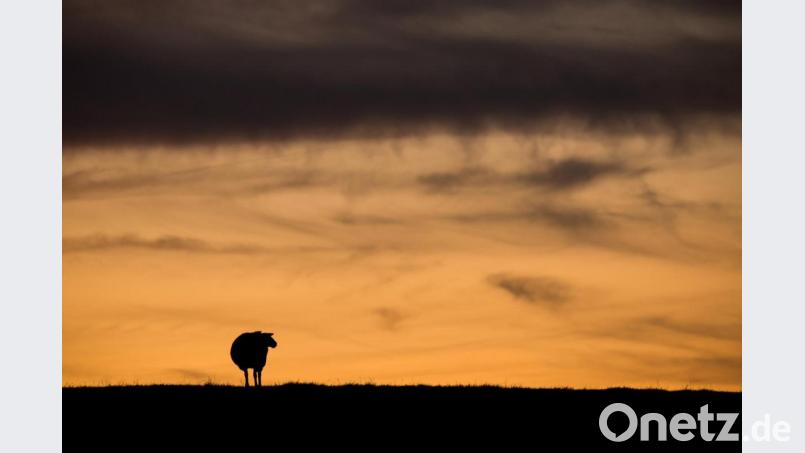 Ein Schaf steht bei Sonnenuntergang auf einer Wiese. Bild: Daniel Bockwoldt