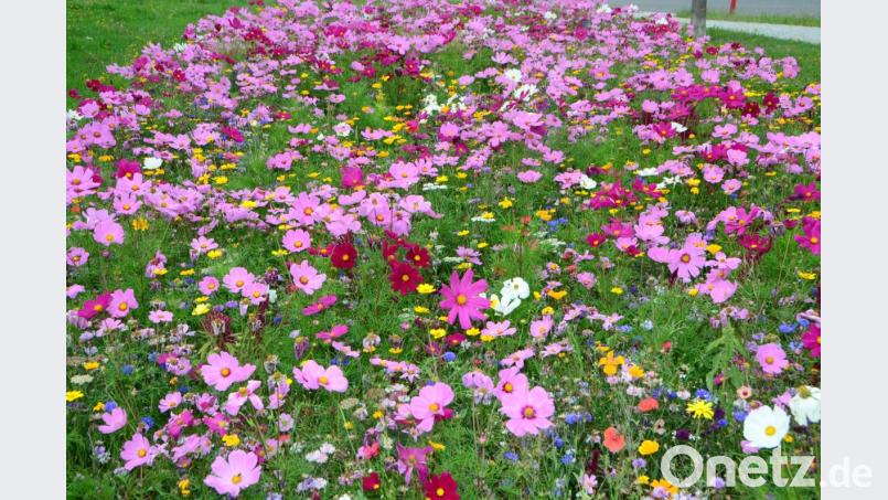 Wenn eine Stadt und Großgemeinde aufblüht, freuen sich die Bürger. Bei der Roggensteiner Bürgerversammlung kam dazu viel Lob von Josef Wolfrath. Bild: dob