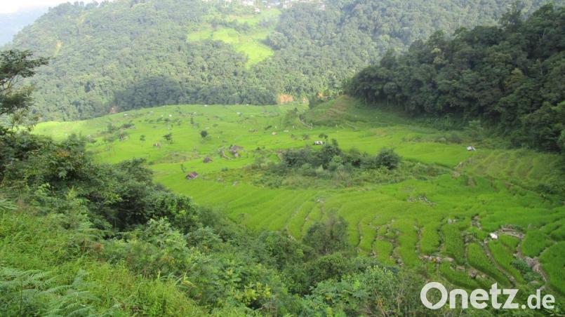 Reisfelder, umgeben von Dschungel. So sieht es im Nagaland aus. Bild: exb