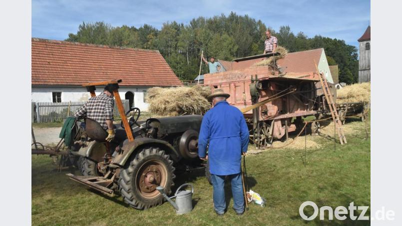 Der alte Bulldog treibt mit einem Riemen die Dreschmaschine aus den Anfängen des letzten Jahrhunderts an. Viel Handarbeit ist trotzdem noch gefragt. Bild: hcz