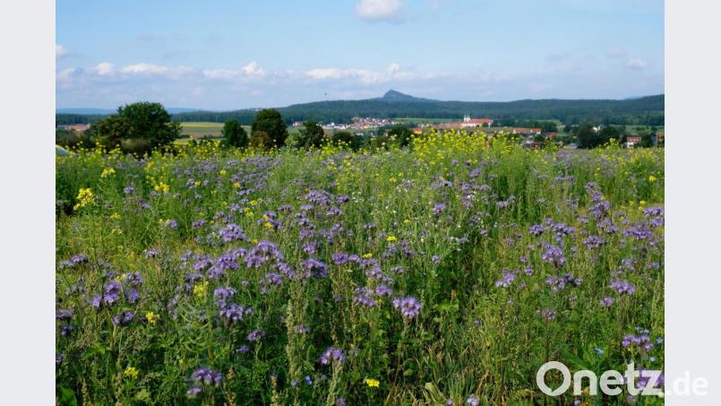 Der Kulmgau erschließt sich dem Betrachter aus dieser Perspektive als Bienenland Bild: do