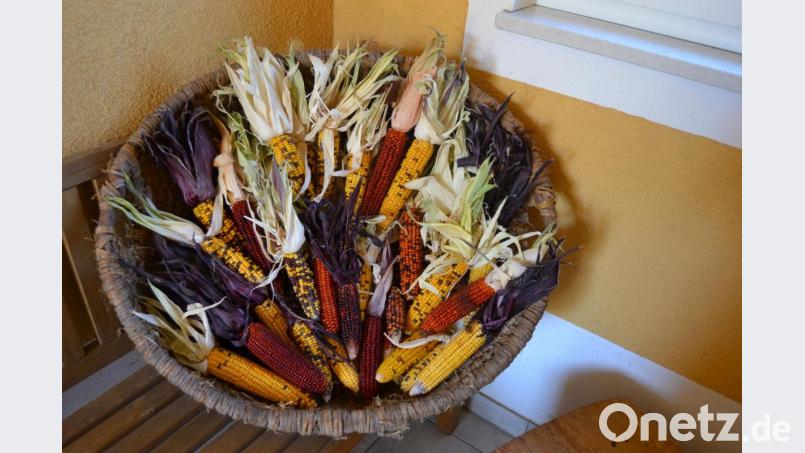 Bunter exotischer Ziermais. Bild: do