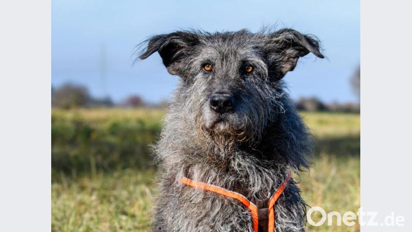Ein Altdeutscher Hütehund, ein Hund wieder dieser auf dem Beispielfoto, musste aus der Vils bei Hahnbach gerettet werden. Symbolbild:  Matthias Balk/dpa