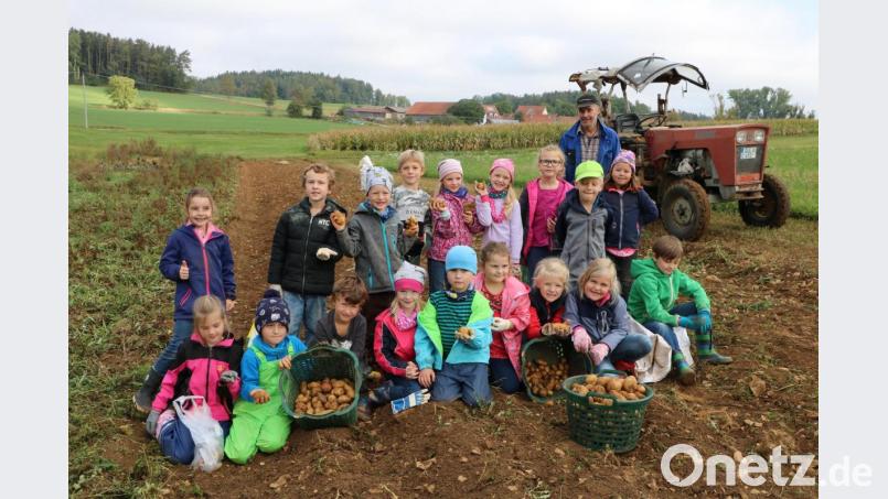 Die Kinder auf dem Feld beim Erdäpfel suchen und ernten. Bild: gru